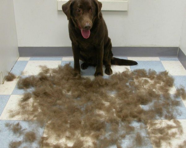 拉布拉多犬的优缺点及性格,看完再决定养不养!