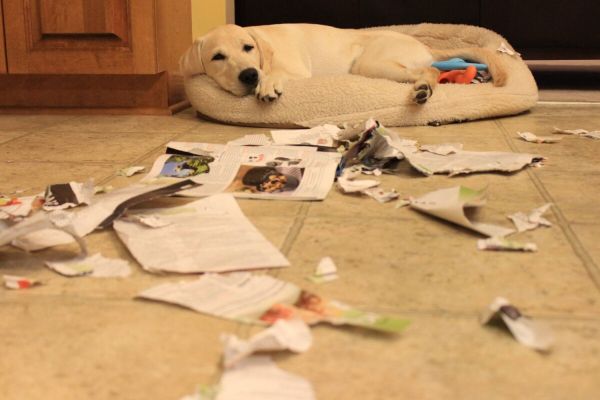 拉布拉多犬的优缺点及性格,看完再决定养不养!