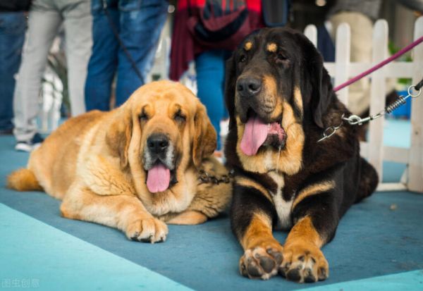世上最大的 5 种犬，有你认识的吗？