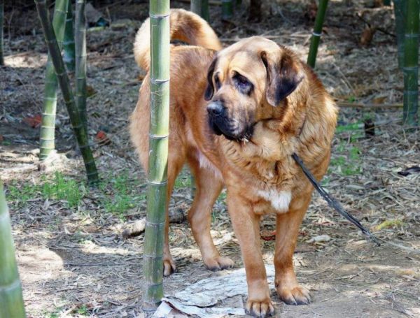 世上最大的 5 种犬，有你认识的吗？