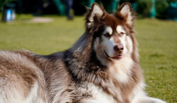 世上最大的 5 种犬，有你认识的吗？