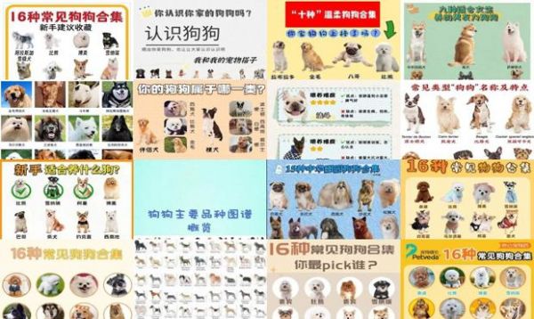 16种常见狗狗合集