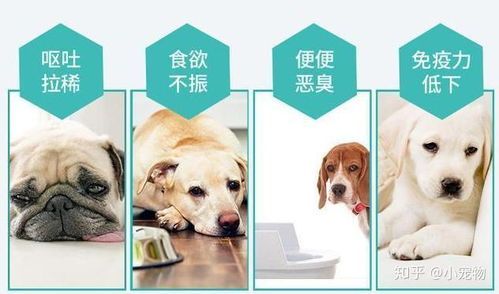 狗狗不拉可能消化不良，喂食益生菌+易消化食物，观察改善。