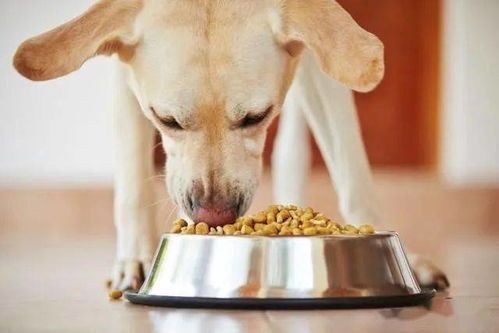 “养犬瘟狗狗,营养食谱推荐!”