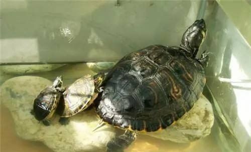 长寿龟饲养方法,长寿龟宠物龟的养护方法有哪些