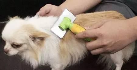了解宠物过敏源，狗狗查过敏源费用多少（为宠物健康）