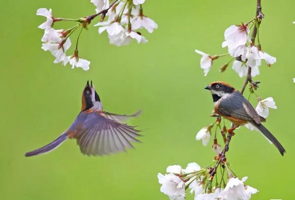 各种花鸟图片大全