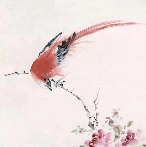 各种花鸟图片大全
