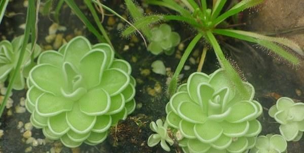 地球上6大最神奇的食虫植物，似小白兔的狸藻，做饭好吃的猪笼草