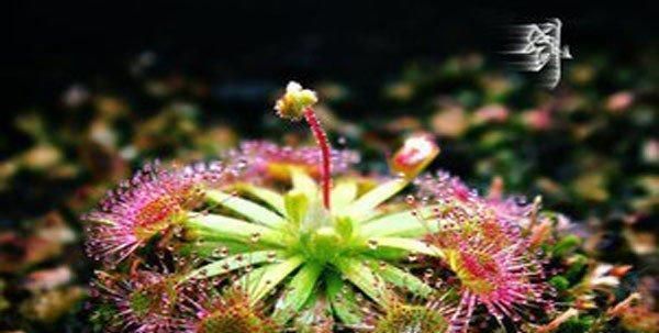 地球上6大最神奇的食虫植物，似小白兔的狸藻，做饭好吃的猪笼草