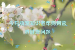 今日萌宠知识老年狗狗营养健康问题