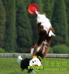 狗狗