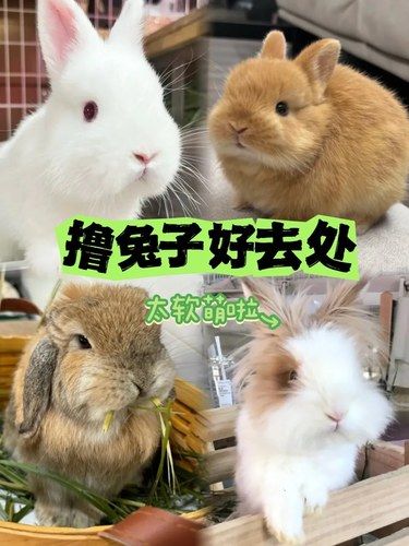 萌萌哒网红兔｜好好撸