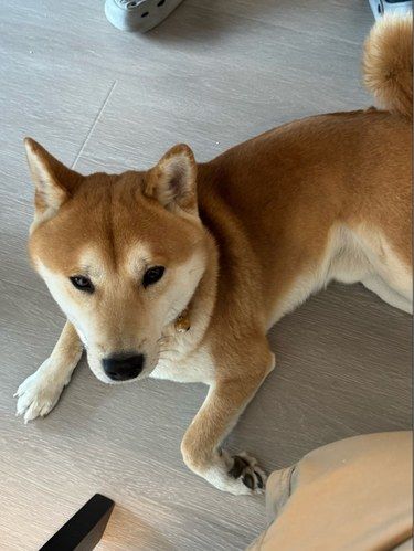 猫猫狗狗快快乐乐[鸭子][鸭子][鸭子]