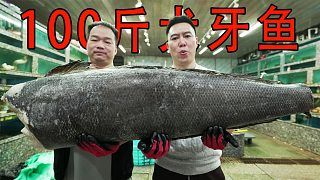 臭不要脸的小文哥，100多斤犬牙鱼，就这样白嫖了