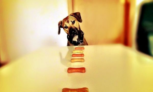 自制狗粮小型犬_自制狗粮的详细教程