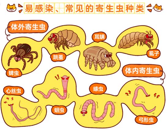 怎么给宠物驱虫？
