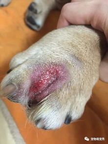 “狗狗蜱虫防治攻略,宠物健康小贴士”