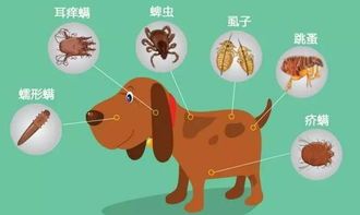 “宠物除虫攻略：狗狗体外虫子怎么办？快速解决小烦恼！”