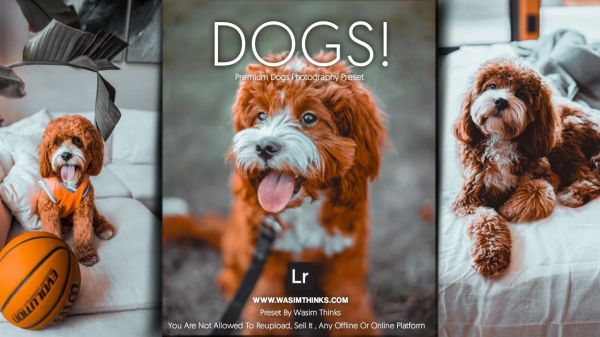 高级灰家庭宠物摄影后期调色教程，附手机滤镜Lightroom+PS预设下载！ — Lr资源网