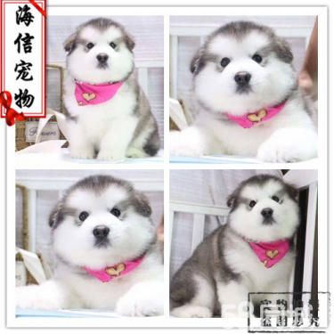 阿拉斯加狗狗出售了 活泼可爱的阿拉斯加 骨架大哦
