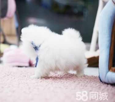 博美宝宝圆乎乎的- 大眼萌宝氧气女孩