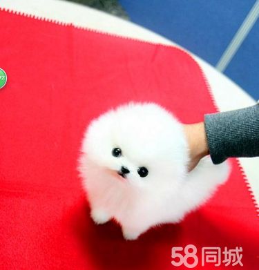 博美犬俊介犬 专业繁殖 只做精品 签协议售后包三年