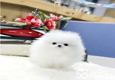 博美犬幼犬 哈多利博美犬 球体博美犬 低价销售