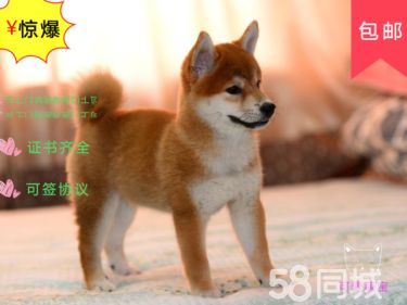 柴犬大脸网红狗 引进日系种犬自家繁殖纯种健康包售后