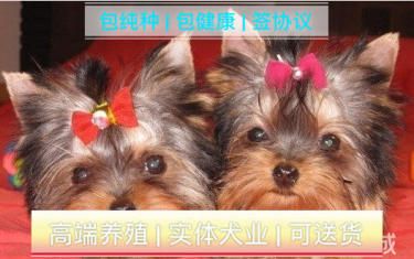 超小体卡哇伊约克夏宝宝 疫苗齐全 可送货上门