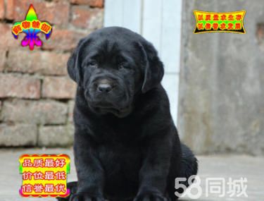 出售纯种拉布拉多 黑色黄色咖啡色拉多幼犬可挑选