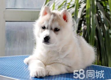 出售哈士奇幼犬 纯种哈士奇 赛级哈士奇宝宝