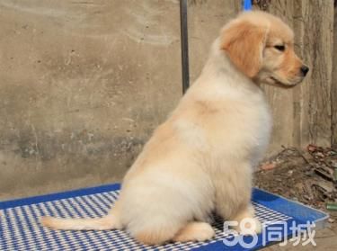 纯种大头金毛犬出售 多只可选 疫苗打好等您挑选