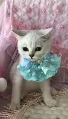  出售各种猫猫狗狗 