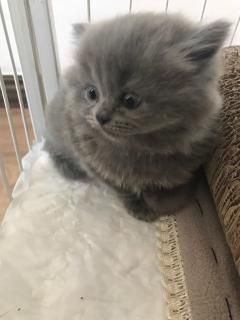  出售蓝猫，个人家养，四平市市铁西区，品相好，两只小母 