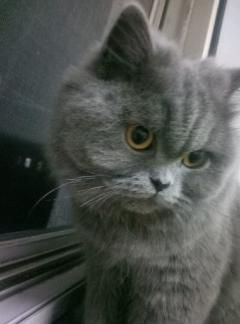  出售蓝猫价格公道 