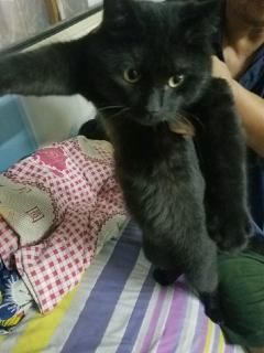  1年的小黑猫想要的打电话 