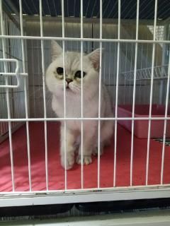  出售一组渐层成猫 