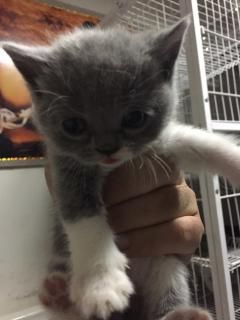  CFA英短蓝猫妹妹出售 