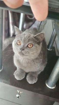 纯蓝小公，个人家猫仔 