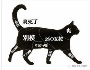 “揭秘宠物为何对炮声如此恐惧，宠物心理小知识，养宠必看！”