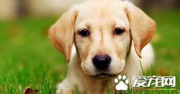 狗狗突然粘人？可能是想表达爱意，或是感到不安，关注宠物心理变化。#宠物心理#
