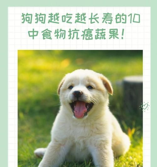 宠物狗狗补充维生素C的正确方法（一次打多少量？避免过度补充的注意事项）