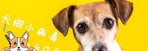 宠物狗狗补充维生素C的正确方法（一次打多少量？避免过度补充的注意事项）