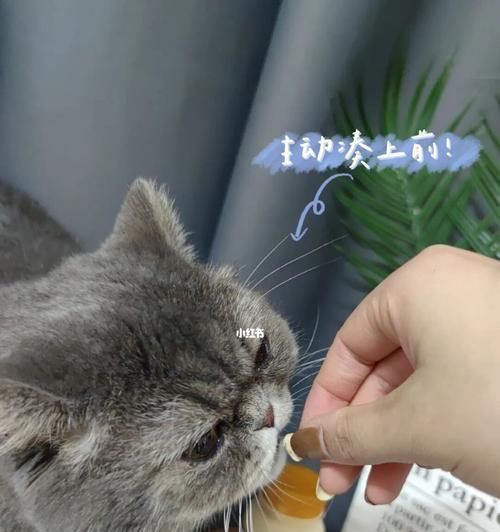 如何给你的宠物猫咪补充维生素（从日常饮食到药品）
