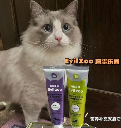 如何给你的宠物猫咪补充维生素（从日常饮食到药品）
