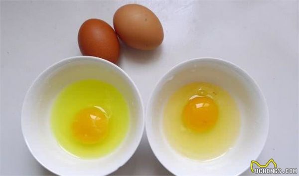 犬以食为天，狗狗大补的7种食物
