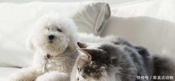狂犬病被猫狗抓咬后如何处理最安全 什么情况必须打狂犬疫苗