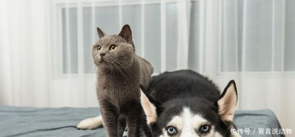 狂犬病被猫狗抓咬后如何处理最安全 什么情况必须打狂犬疫苗