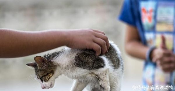 狂犬病被猫狗抓咬后如何处理最安全 什么情况必须打狂犬疫苗